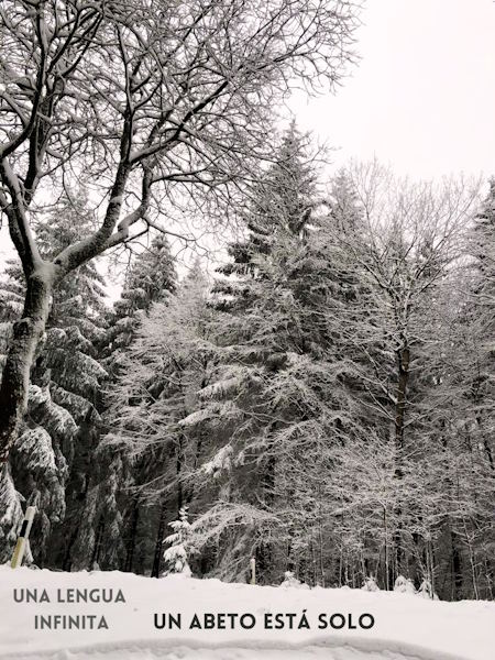 Una lengua infinita el arbol